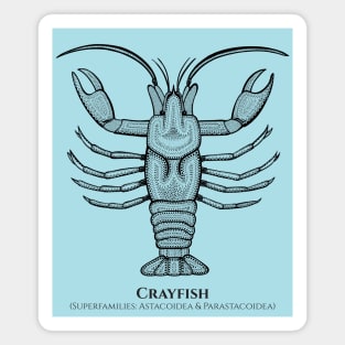 Crayfish with Common and Scientific Names - detailed animal design Magnet